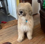 Un Bouvier des Flandres sur un plancher et portant un collier autour du cou