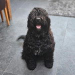 Un Bouvier des Flandres assis sur un sol carrelé et tirant la langue 