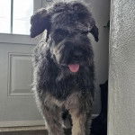 Un Bouvier des Flandres regardant vers la caméra et tirant la langue 