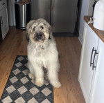 Un Bouvier des Flandres assis sur un tapis et portant un collier autour du cou