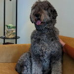 Un Bouvier des Flandres assis sur un canapé et portant un collier autour du cou