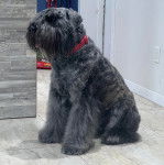 Un Bouvier des Flandres sur un sol carrelé et portant un collier autour du cou