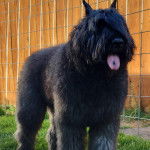 Un Bouvier des Flandres sur une surface gazonnée et ayant la langue pendante