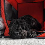 Un Bouvier des Flandres allongé et semblant détendu