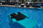 Un Bouvier des Flandres allongé sur un matelas flottant 