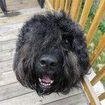 Un Bouvier des Flandres assis sur un plancher et ayant la gueule ouverte 
