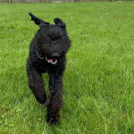 Un Bouvier des Flandres sur une surface gazonnée et portant un collier autour du cou