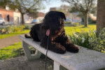 Un Bouvier des Flandres allongé sur un banc et qui est tenu en laisse 