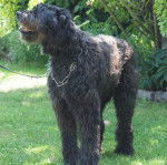 Un Bouvier des Flandres sur une surface gazonnée et qui est tenu en laisse 
