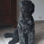 Un Bouvier des Flandres assis sur un sol carrelé et semblant détendu 