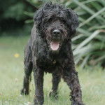 Un Bouvier des Flandres sur une surface herbacée et ayant la langue pendante 