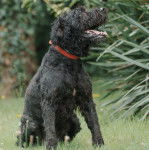 Un Bouvier des Flandres assis sur un terrain herbeux et portant un collier autour du cou