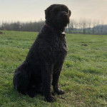 Un Bouvier des Flandres assis sur un terrain herbeux et portant un collier autour du cou