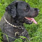 Un Bouvier des Flandres portant un collier autour du cou et ayant la langue pendante 