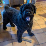 Un Bouvier des Flandres sur un sol carrelé et portant un collier autour du cou