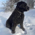 Un Bouvier des Flandres assis sur une surface enneigée et portant un collier autour du cou
