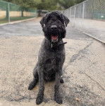 Un Bouvier des Flandres assis et portant un collier autour du cou