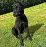 Un Bouvier des Flandres assis sur une surface gazonnée et portant un collier autour du cou