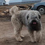 Un Bouvier des Flandres léchant son museau