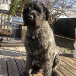 Un Bouvier des Flandres assis sur un plancher et portant un collier autour du cou