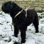Un Bouvier des Flandres sur une surface enneigée et qui est tenu en laisse 