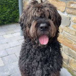Un Bouvier des Flandres tirant la langue et portant un collier du cou 