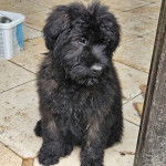 Un Bouvier des Flandres assis sur un sol carrelé et semblant détendu 
