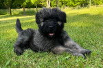 Un chiot Bouvier des Flandres sur une surface gazonnée et tirant la langue 