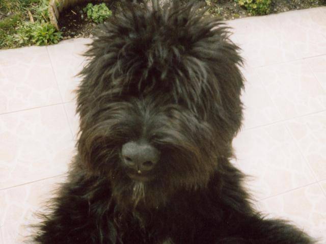 bouvier des flandres - Bouvier des Flandres