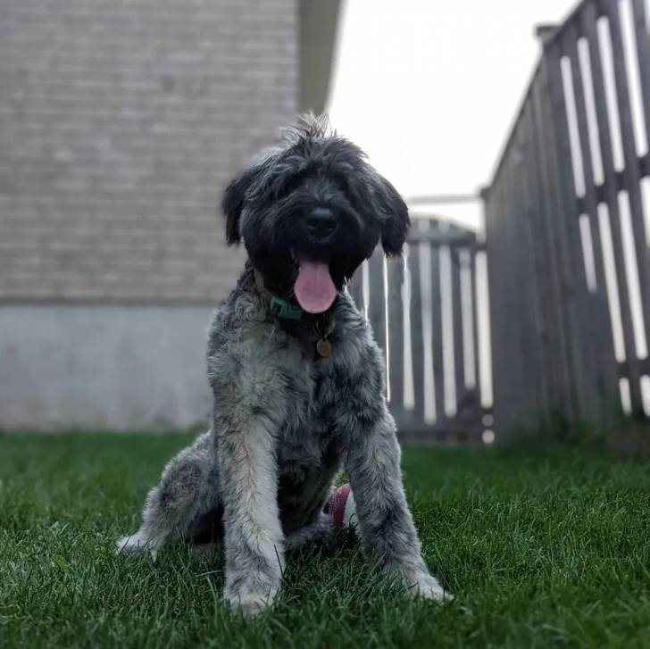 Un Bouvier des Flandres ayant la langue pendante et portant un collier autour du cou