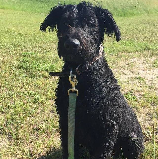 Un Bouvier des Flandres assis sur un terrain herbeux et qui est tenu en laisse 