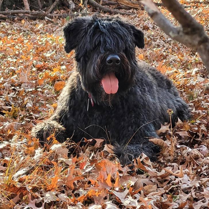Un Bouvier des Flandres ayant la langue et portant un collier autour du cou