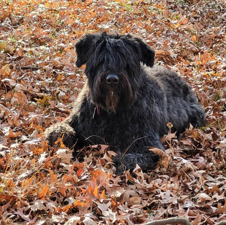 Un Bouvier des Flandres allongé sur un sol jonchés de feuilles mortes et portant un collier autour du cou