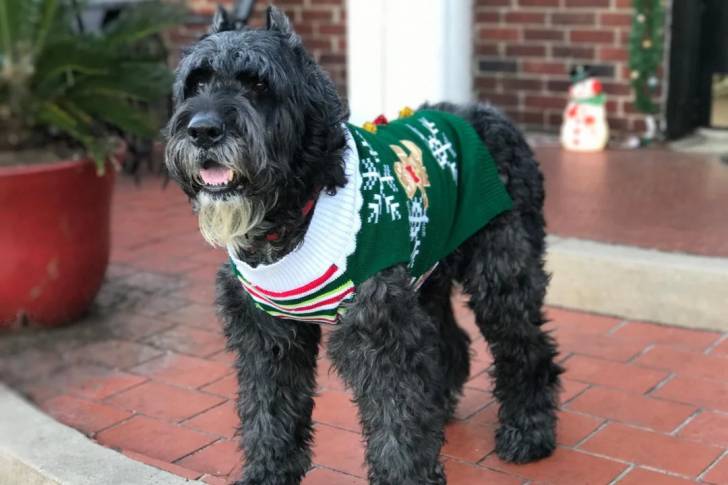 Un Bouvier des Flandres sur un sol pavé et portant un habit pour chien 
