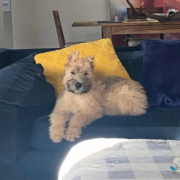 Un Bouvier des Flandres allongé sur un canapé et semblant détendu