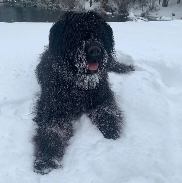 Un Bouvier des Flandres allongé sur une surface enneigée et tirant la langue 