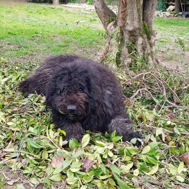 Un Bouvier des Flandres allongé sur un sol jonchés de feuilles mortes 