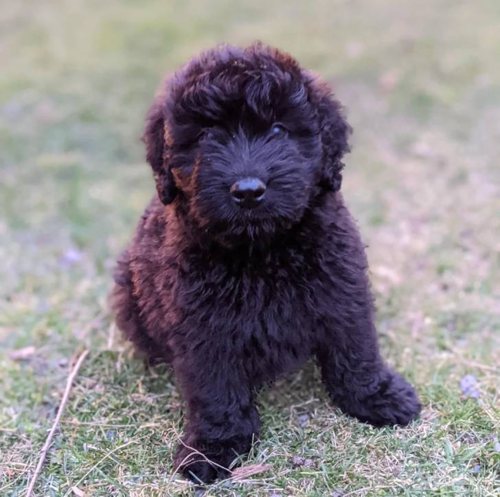 Un Bouvier des Flandres assis sur un terrain herbeux 