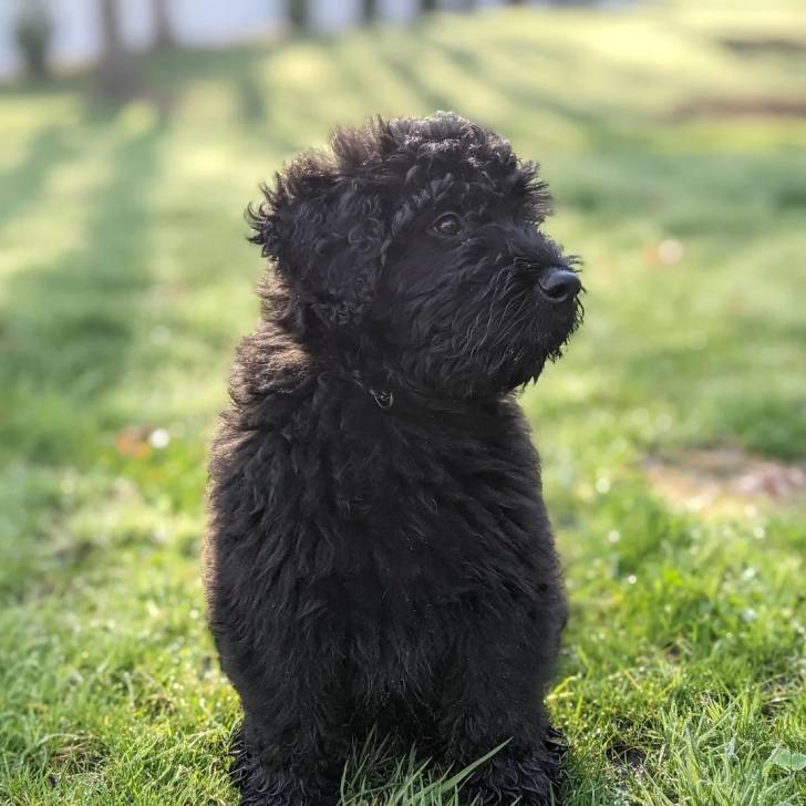 Un Bouvier des Flandres assis sur une surface gazonnée et portant un collier autour du cou