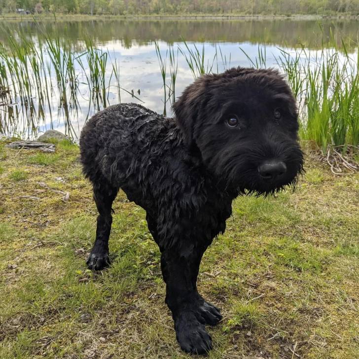 Un Bouvier des Flandres sur une surface gazonnnée et semblant détendu 