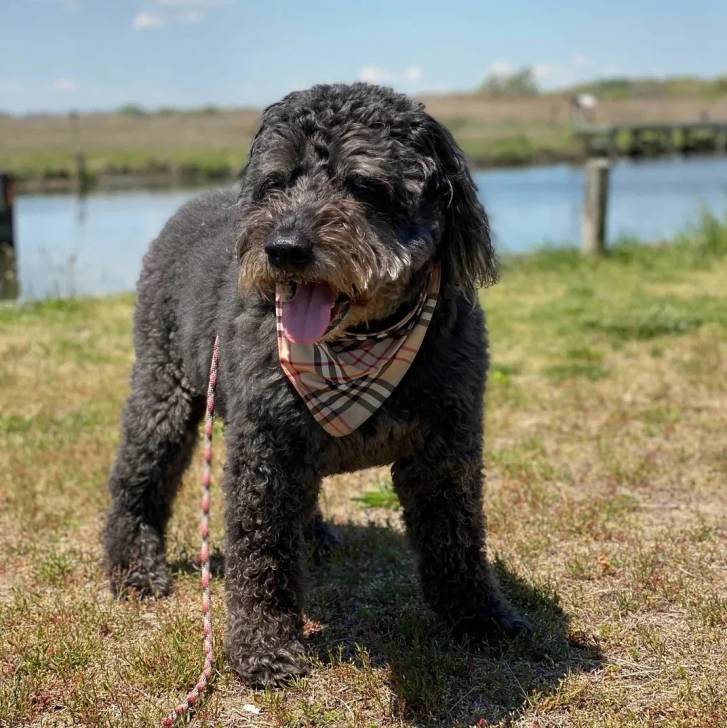 Un Bouvier des Flandres ayant la langue pendante et qui est tenu en laisse 