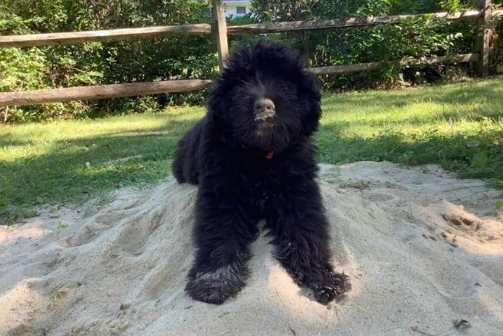 Un Bouvier des Flandres allongé sur une surface sableuse 