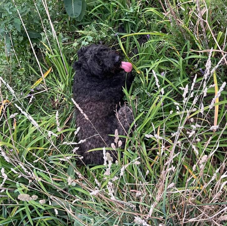 Un Bouvier des Flandres allongé sur un terrain herbeux et ayant la langue pendante 
