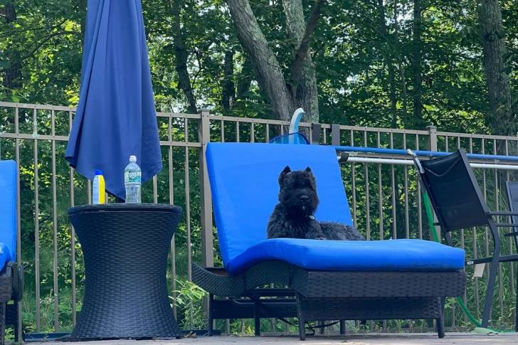Un Bouvier des Flandres allongé sur un transat et portant un collier autour du cou