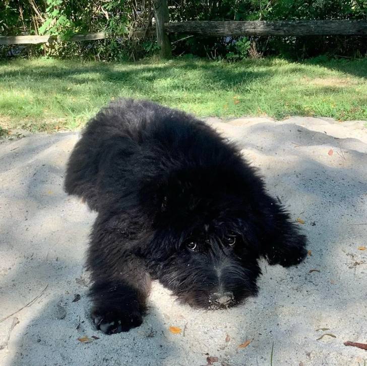 Un Bouvier des Flandres allongé sur une surface sableuse et semblant détendu