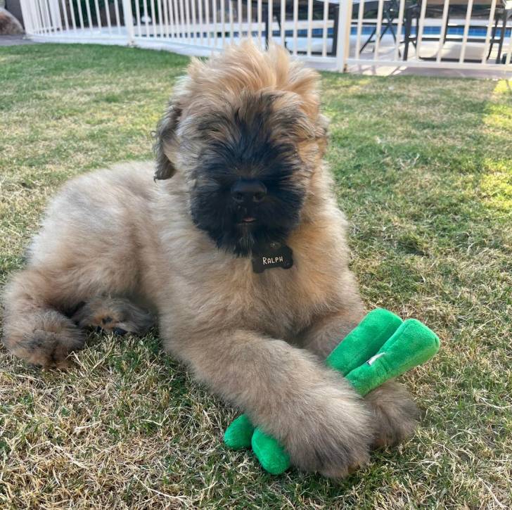 Un Bouvier des Flandres allongé sur une surface gazonnée et portant un collier autour du cou