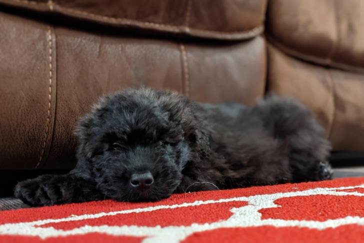 Un Bouvier des Flandres allongé et regardant vers la caméra 
