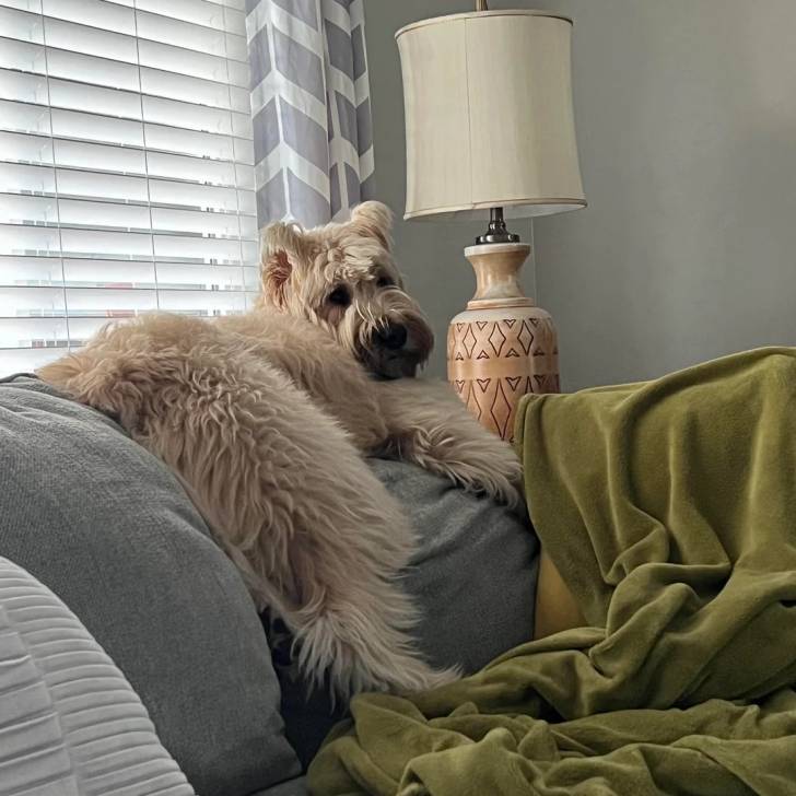 Un Bouvier des Flandres allongé sur un canapé 