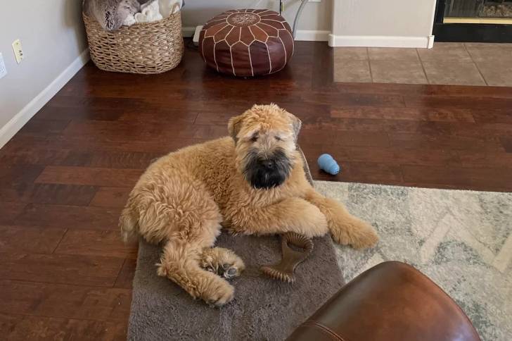Un Bouvier des Flandres allongé sur un tapis 