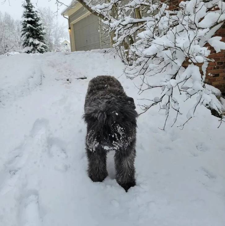 Un Bouvier des Flandres sur une surface enneigée 